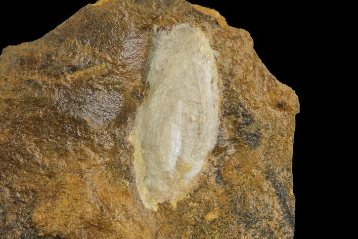 Unidentified Fossil Seed From North Dakota - Paleocene #95358